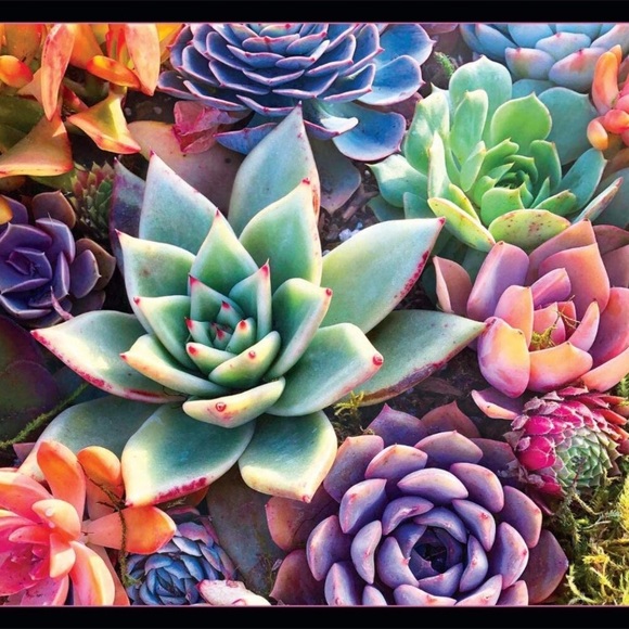 Simple Succulent - 1000 Piece Jigsaw Puzzle - Picture 5 of 6